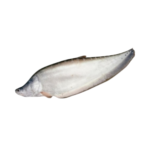 Chital Whole Fish IQF