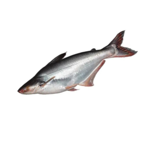 Pangasius Whole Fish