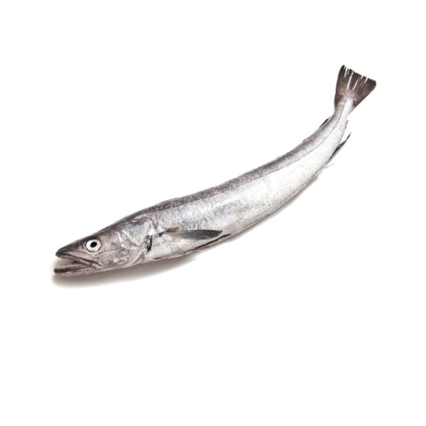 Silver Hake Whole fish